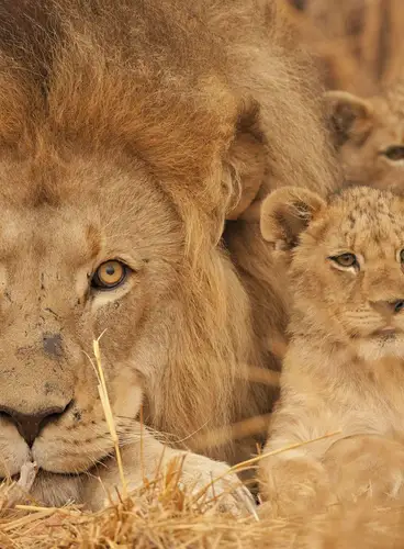 Pinceladas de Sudáfrica Especial Verano