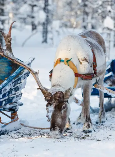 Pre-Navidad en Rovaniemi: Hotel Santa Claus Holiday Village