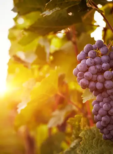 Australia: Entre Viñedos y el Mar de Coral
