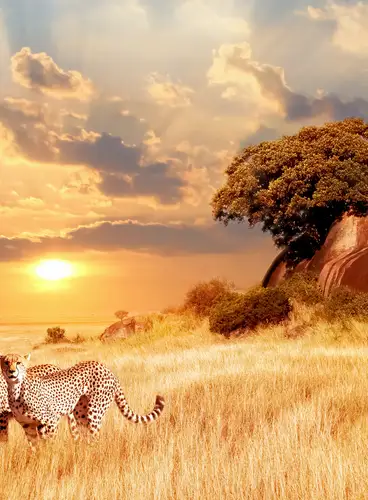 Sudáfrica: Safaris de Lujo en Reservas Privadas