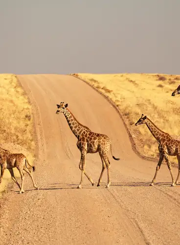 Encantos de Namibia y Botswana