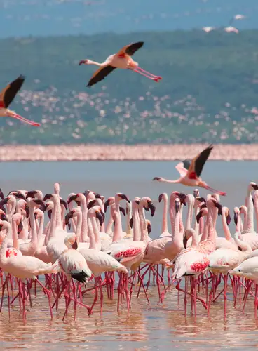 Kenia, Lagos y Sabanas Especial Verano