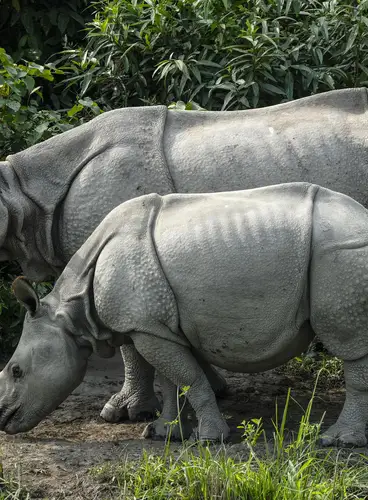 Rinocerontes y tigres de Kaziranga