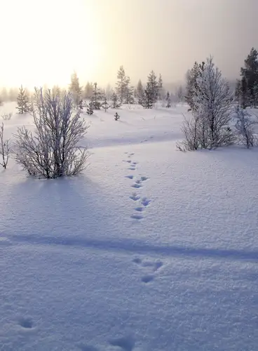 Especial Navidad en Pyhä: Parkside Pyhä