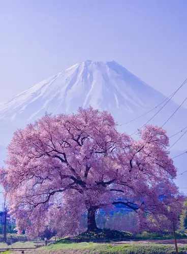 Fujisan, La Montaña Sagrada