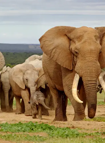 Joyas de Sudáfrica y Maldivas