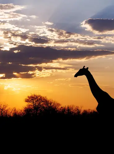 Luna de Miel en Botswana