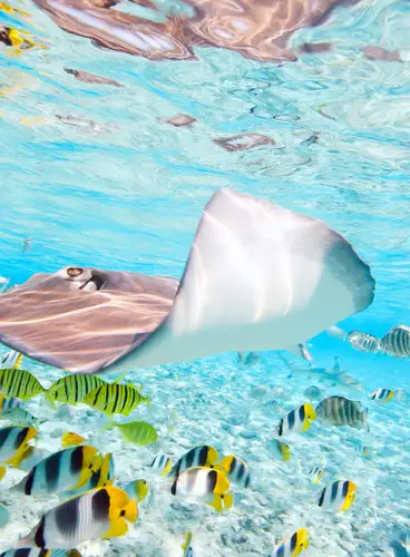 Crucero Paul Gauguin: Islas de la Sociedad