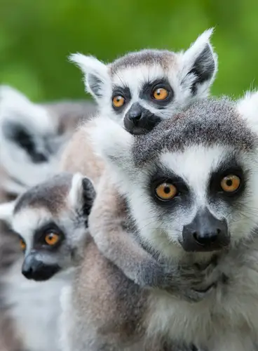 Perfumes de Madagascar