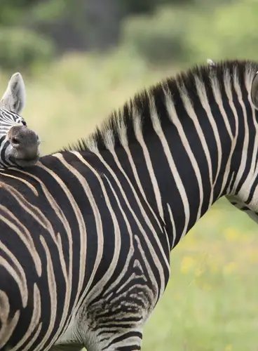 Sudáfrica Espectacular Especial Verano