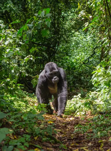 Ruanda, el País de las Mil Colinas