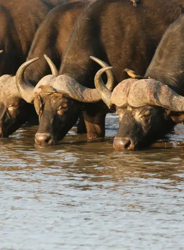 Esencia de Sudáfrica Especial Semana Santa