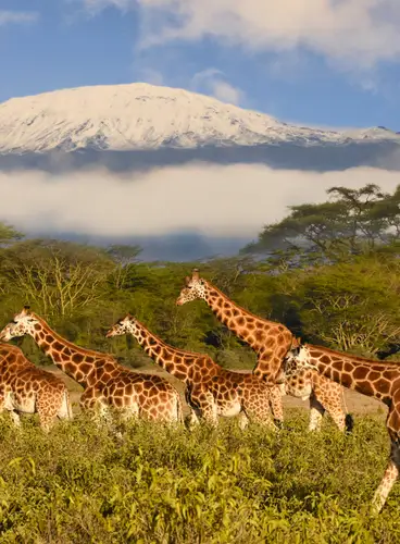 Safari Kilimanjaro
