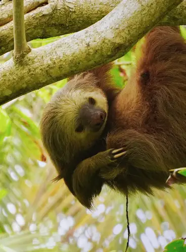 Costa Rica, Selva, Volcanes y Playas