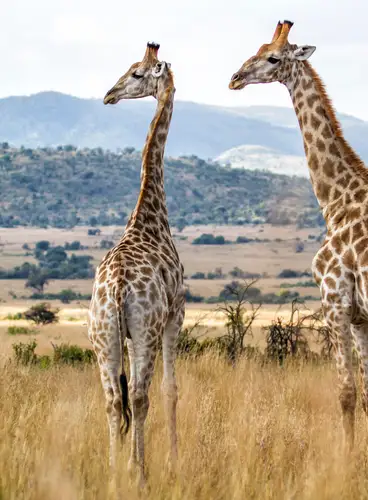 Sudáfrica: Safari en Pilanesberg y Ciudad del Cabo