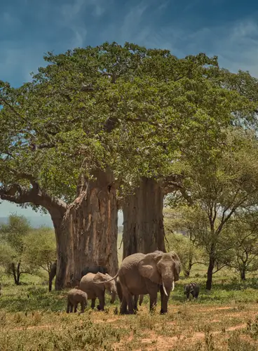 Safari Marafiki Especial Fín de Año