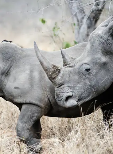 Triángulo de Kenia y Mauricio