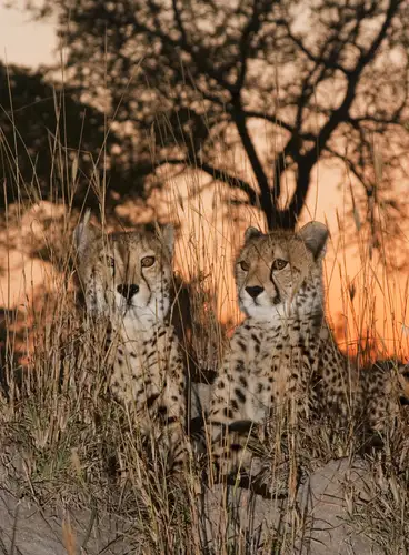 Sudáfrica: Experiencia de lujo en Sabi Sabi y Ciudad del Cabo