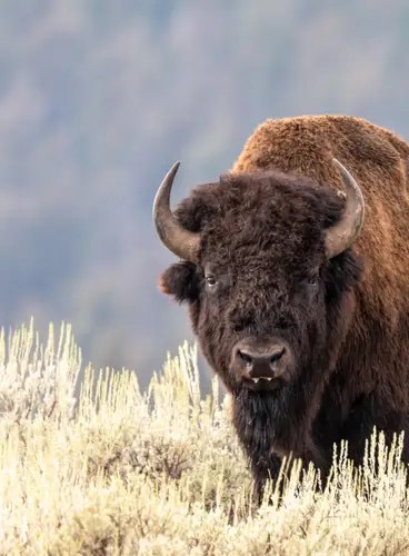 Grandes Parques Nacionales