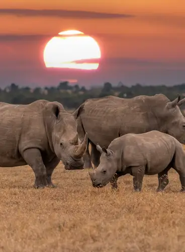 Memorias de Kenia en Lujo