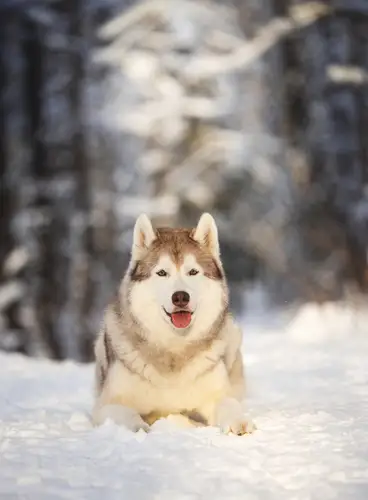 Especial Puente de Diciembre en Ruka: Scandic Ruhahovi