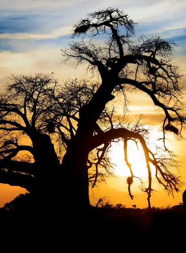 Botswana al Completo