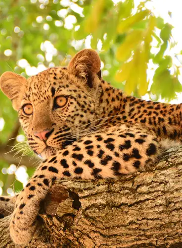 Esencia de Sudáfrica Especial Verano