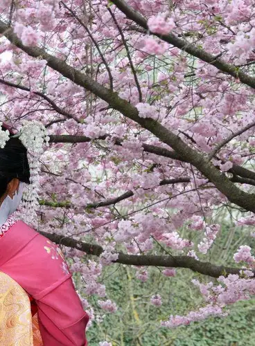 Primavera en Japón