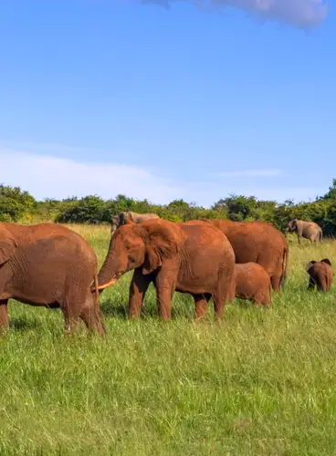 Triángulo de Kenia y Seychelles