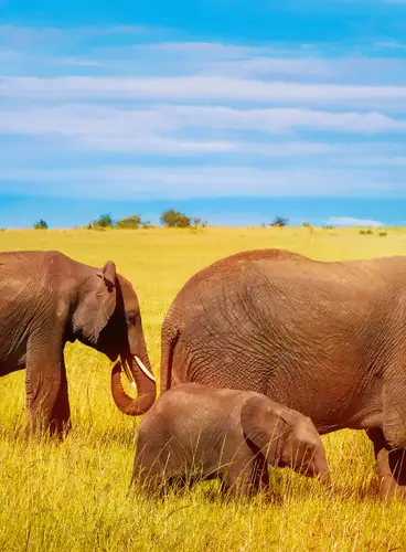 Recorriendo Kenia Especial Verano