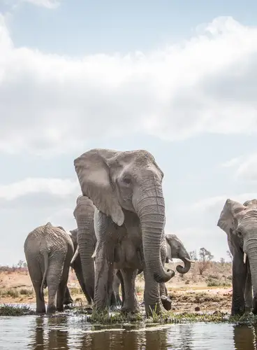 Sudáfrica: Safari de Lujo en Sabi Sabi