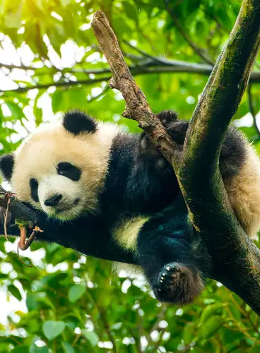 El Refugio de Oso Panda