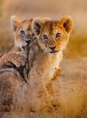 Luna de Miel en Kenia y Playas del Índico