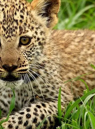 Memorias de Tanzania en Lujo