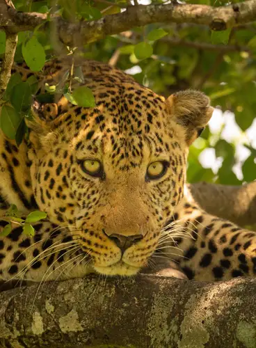 Encantos de Kenia y Tanzania