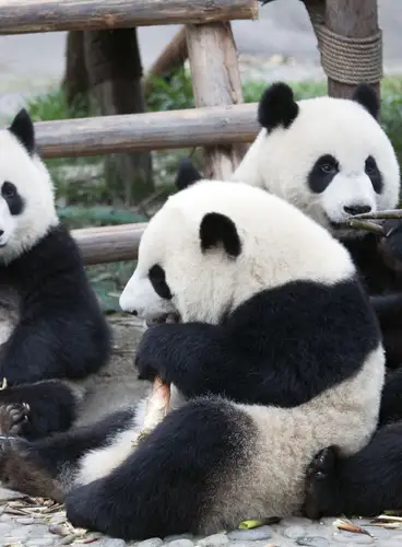 El Refugio de Oso Panda