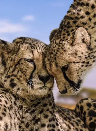 Especial Kenia y Tanzania