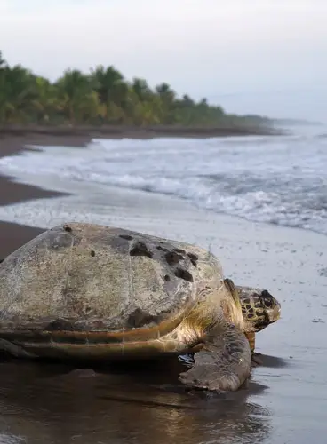 Costa Rica al Completo