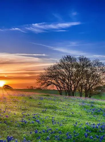 Texas, La Estrella Solitaria