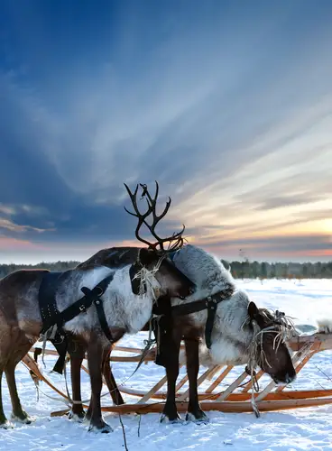 Especial Puente de Diciembre en Kuusamo: Holiday Club Tropiikki