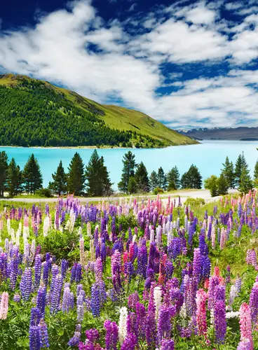 Tierra Maorí: Navidad y Fin de Año