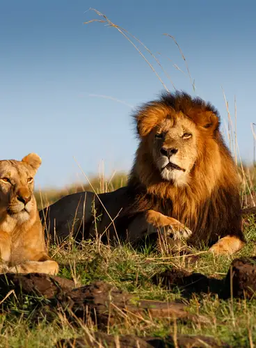 Kenia, Lujo en la Sabana
