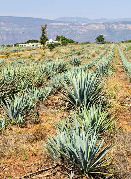 México, Mariachi y Tequila