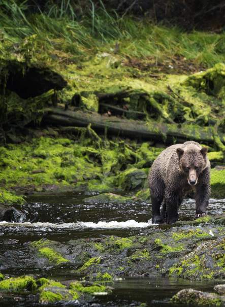 Al Encuentro de los Osos Canadienses
