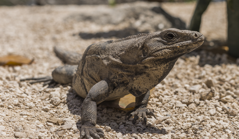 NO SOY COTILLA, SOY CURIOSO