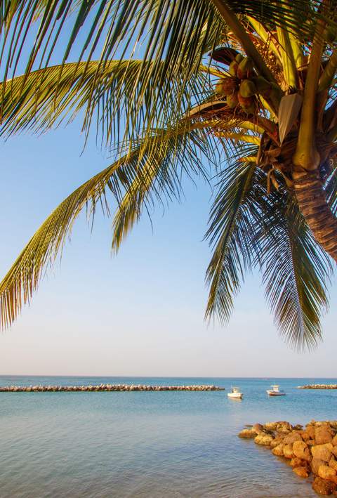 Saly