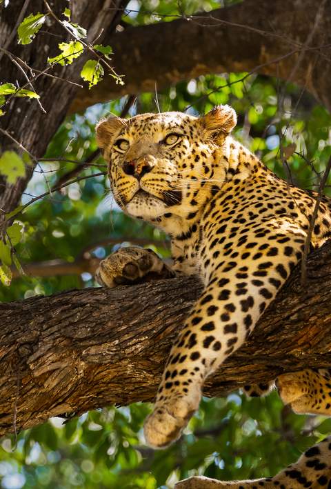 Reserva Animal de Moremi