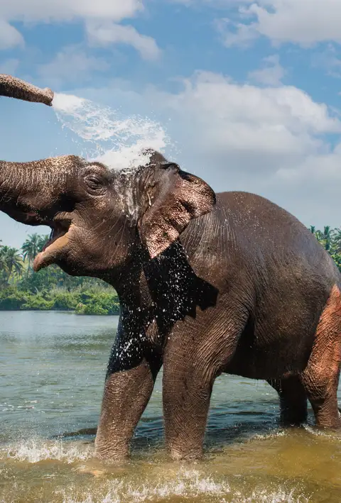 Parque Nacional Periyar