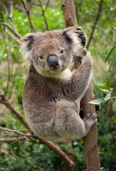 Australia y Pacífico
