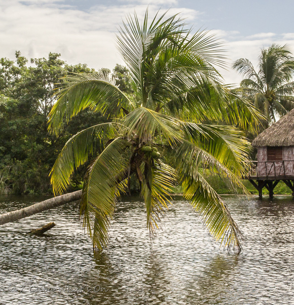 LA CIÉNAGA DE ZAPATA
